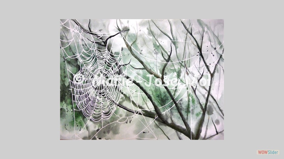 Spinneweb 60x80